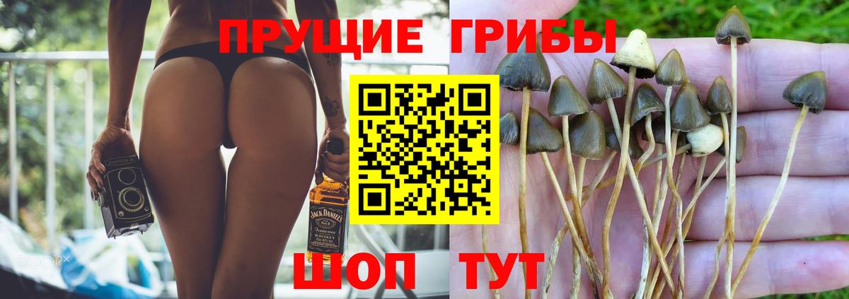 Псилоцибиновые грибы Psilocybine cubensis  дарнет шоп  Клин  Вход с VPN 